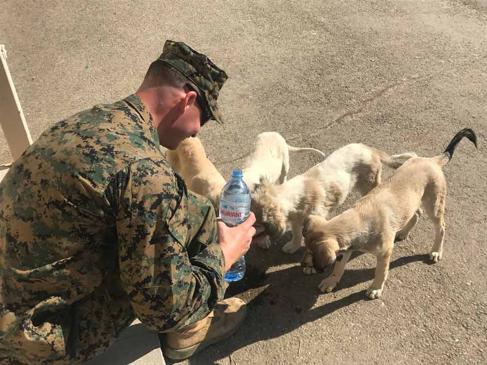 stray puppies and dogs on a US marine base in Georgia