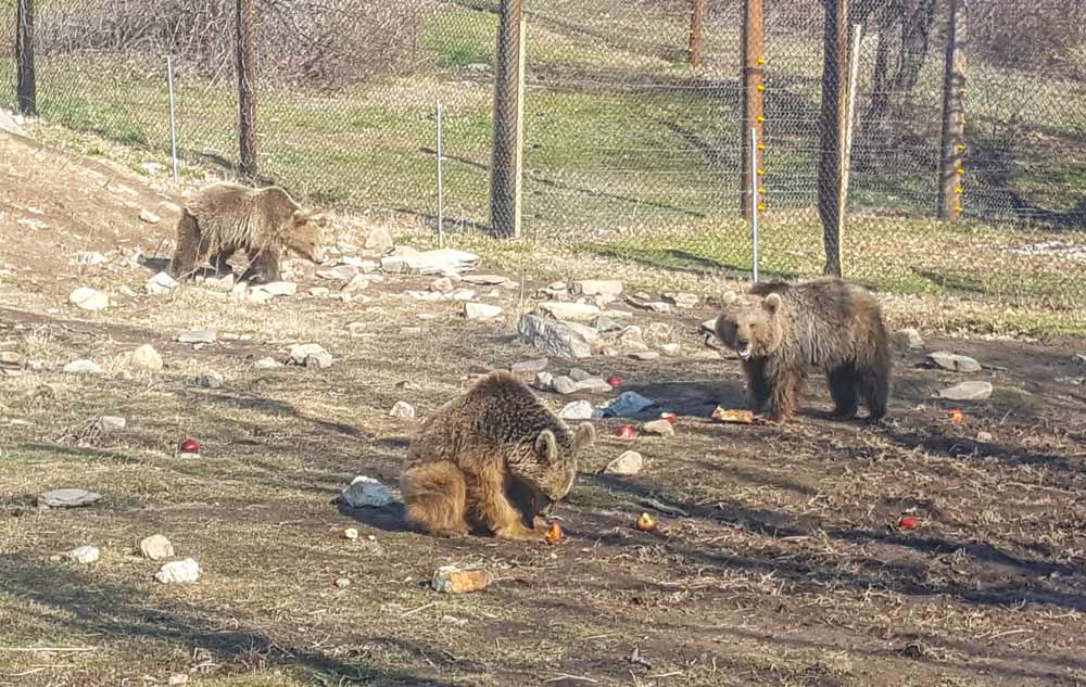 Bears in greece sanctuary rescue