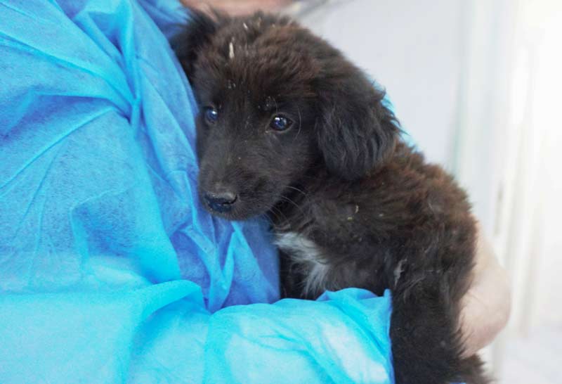 Puppy at the new vet clinic in Tbilisi georgia