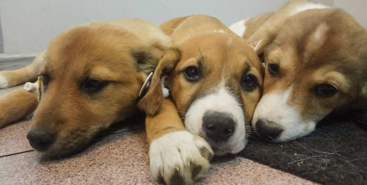 Helping 18 stray puppies and dogs on a US marine base