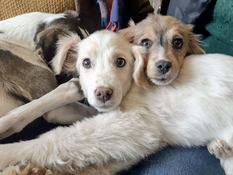 puppies in Georgia
