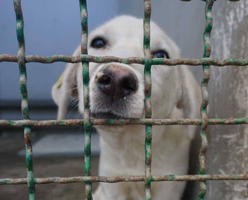 dog looks through fence at mayhew georgia tbilisi 