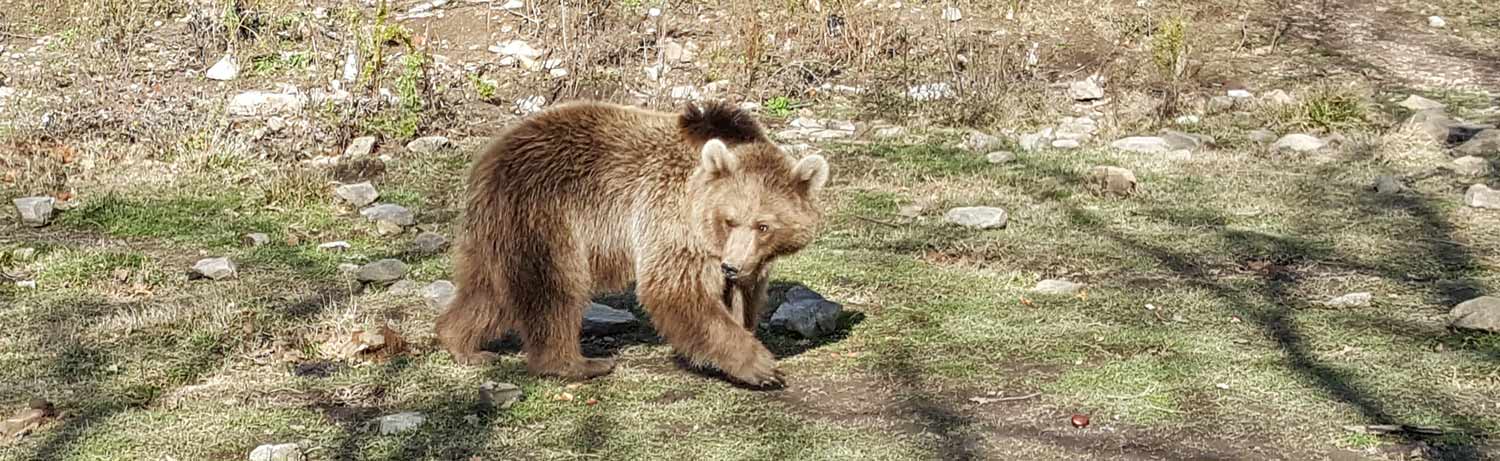 Rescued Bears Update