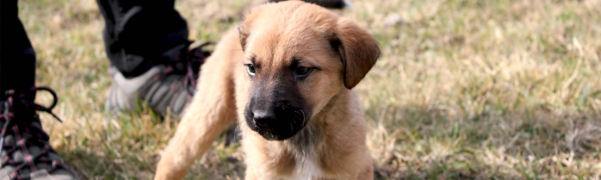 Working to secure safer lives for free-roaming dogs in Georgia