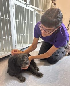 Woman kneeling on the floor petting a dog 