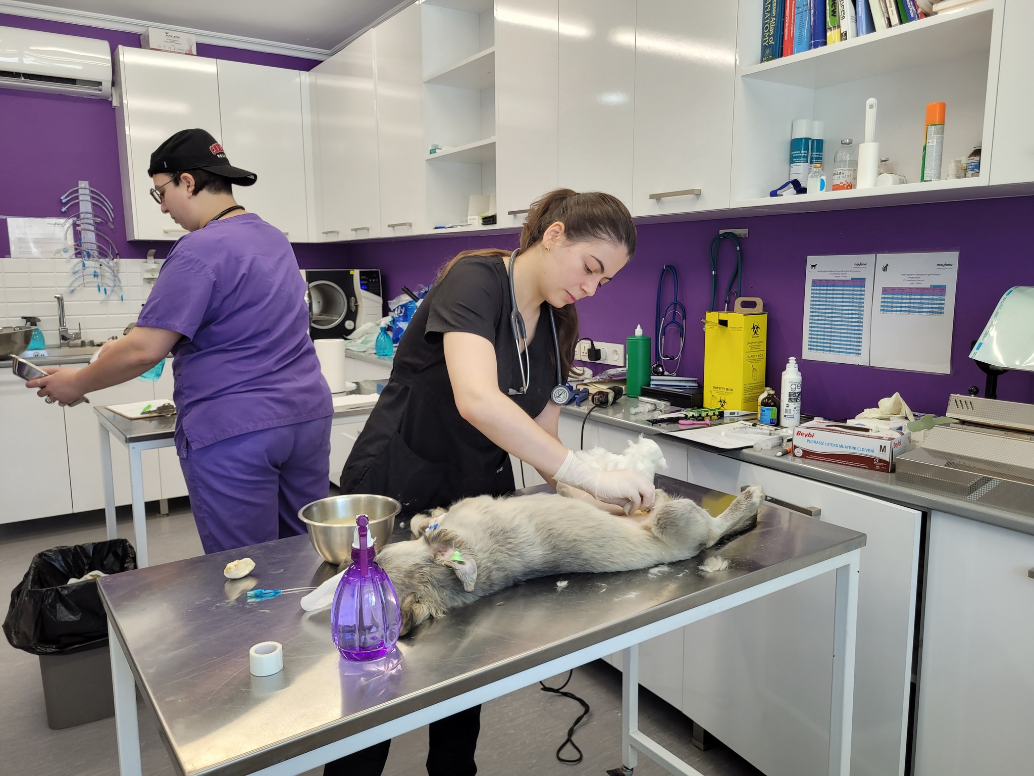 Veterinary intern blog: Maryna recounts her experience at Mayhew in Georgia