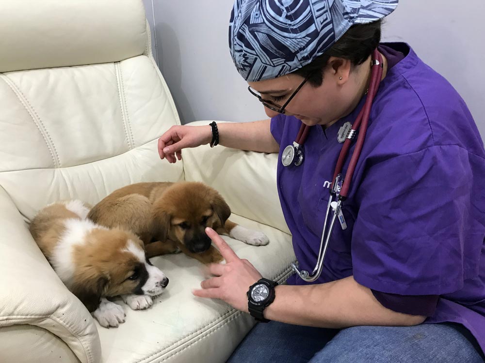 stray puppies and dogs on a US marine base in Georgia