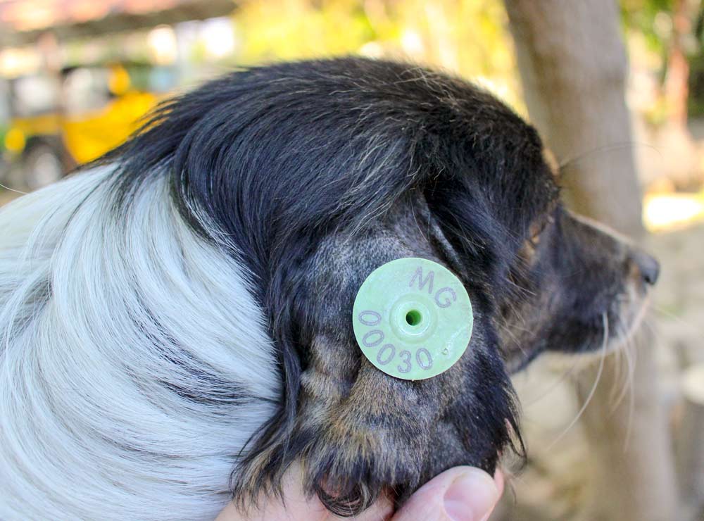 Mayhew Georgia dog with ear tag